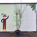 Dub plstnatý (Quercus pubescens) - výška 300-320 cm, kont. C55L - VIACKMENNÝ